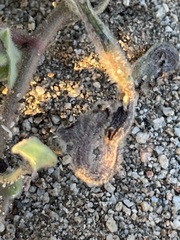 Aristolochia peninsularis