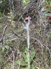 Stenachaenium riedelii