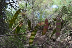 Senegalia praecox