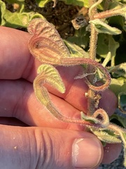 Aristolochia peninsularis