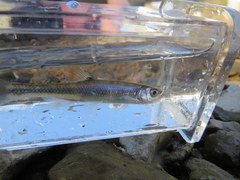 Lythrurus fasciolaris