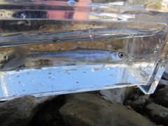 Lythrurus fasciolaris