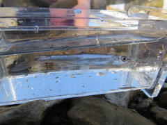 Lythrurus fasciolaris