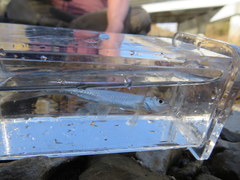 Lythrurus fasciolaris