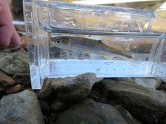 Lythrurus fasciolaris