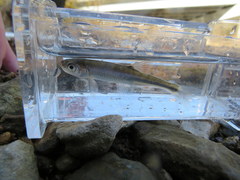 Lythrurus fasciolaris