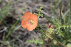 Sphaeralcea laciniata