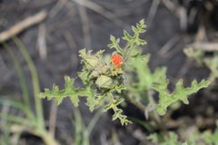 Sphaeralcea laciniata