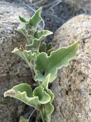 Aristolochia peninsularis