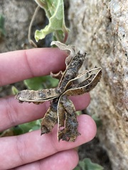 Aristolochia peninsularis