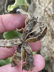 Aristolochia peninsularis