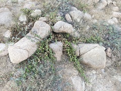 Aristolochia peninsularis