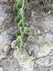Aristolochia peninsularis