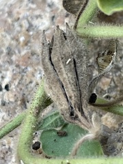 Aristolochia peninsularis