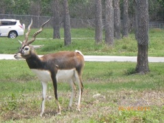 Antilope