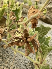 Aristolochia peninsularis