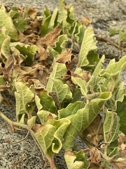 Aristolochia peninsularis