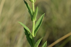Stemodia tetragona