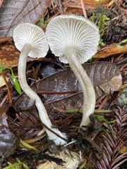 Spodocybe trulliformis