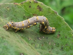 Tarache delecta