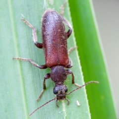 Eurygeniinae