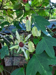 Passiflora aurantia aurantia