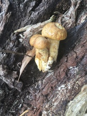 Gymnopilus