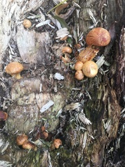 Gymnopilus