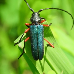 Deltaspis rubriventris