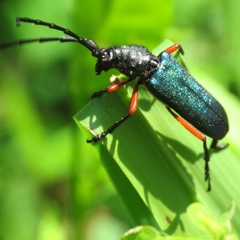 Deltaspis rubriventris