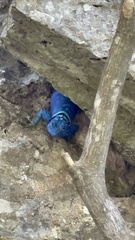 Sceloporus minor cyaneus