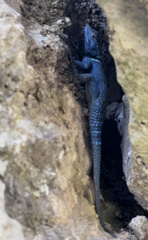 Sceloporus minor cyaneus