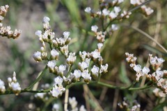 Limonium brasiliense
