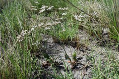 Limonium brasiliense