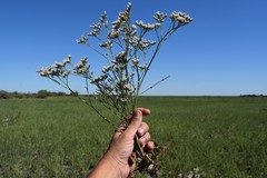 Limonium brasiliense