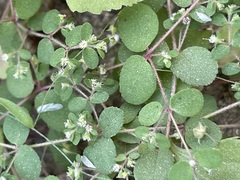Euphorbia dentosa