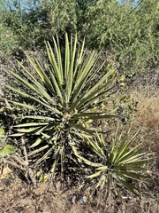 Yucca capensis