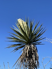 Yucca valida