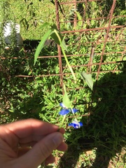 Commelina cyanea
