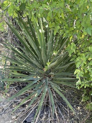 Yucca valida