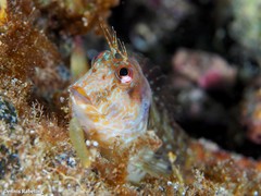 Parablennius goreensis