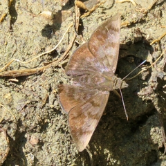 Pellicia