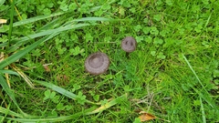 Nolanea edulis concentrica