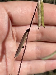 Indigofera fruticosa