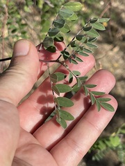 Indigofera fruticosa
