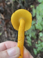 Aureoboletus auriflammeus