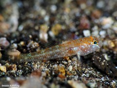 Vanneaugobius canariensis