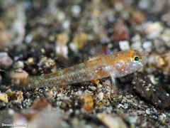 Vanneaugobius canariensis