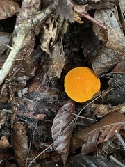 Aureoboletus auriflammeus