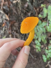 Aureoboletus auriflammeus